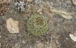 Preview photo Echinopsis cinnabarina