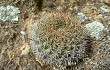 Vista previa de Echinopsis cinnabarina