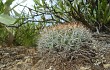 Anteprima di Echinopsis cinnabarina