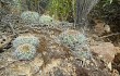 Vista previa de Echinopsis cinnabarina