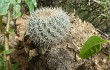 Vista previa de Echinopsis cinnabarina