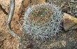 Preview photo Echinopsis cinnabarina