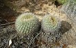 Vista previa de Echinopsis cinnabarina