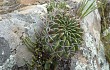 Anteprima di Echinopsis cinnabarina