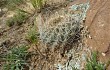 Vista previa de Echinopsis cinnabarina