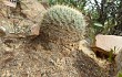 Vista previa de Echinopsis cinnabarina