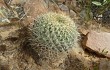 Anteprima di Echinopsis cinnabarina