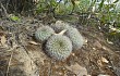 Vista previa de Echinopsis cinnabarina