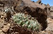 Vista previa de Echinopsis cinnabarina