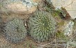 Anteprima di Echinopsis cinnabarina