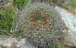 Anteprima di Echinopsis cinnabarina