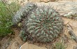 Anteprima di Echinopsis cinnabarina