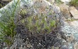 Vista previa de Echinopsis cinnabarina