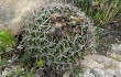 Anteprima di Echinopsis cinnabarina