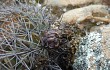 Anteprima di Echinopsis cinnabarina