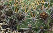 Anteprima di Echinopsis cinnabarina