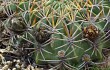 Vista previa de Echinopsis cinnabarina