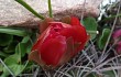 Anteprima di Echinopsis cinnabarina