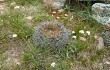 Preview photo Echinopsis cinnabarina