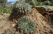 Preview photo Echinopsis cinnabarina