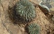 Anteprima di Echinopsis cinnabarina