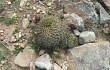 Anteprima di Echinopsis cinnabarina