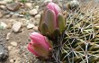 Anteprima di Echinopsis cinnabarina