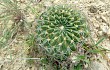 Vista previa de Echinopsis cinnabarina