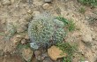 Anteprima di Echinopsis cinnabarina