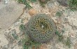 Preview photo Echinopsis cinnabarina