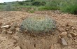 Anteprima di Echinopsis cinnabarina