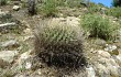 Anteprima di Echinopsis cinnabarina