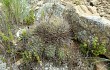 Vista previa de Echinopsis cinnabarina