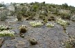 Vista previa de Echinopsis cinnabarina