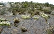 Anteprima di Echinopsis cinnabarina