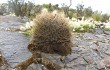 Anteprima di Echinopsis cinnabarina