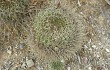 Anteprima di Echinopsis cinnabarina