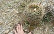 Vista previa de Echinopsis cinnabarina