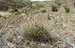 Vista previa de Echinopsis cinnabarina