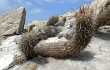 Preview photo Echinopsis decumbens