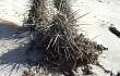 Vista previa de Echinopsis decumbens