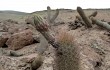 Anteprima di Echinopsis decumbens