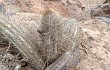 Anteprima di Echinopsis decumbens