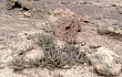 Vista previa de Echinopsis decumbens