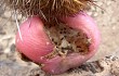 Anteprima di Echinopsis decumbens