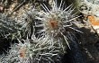 Preview photo Echinopsis decumbens