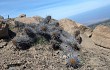 Vista previa de Echinopsis decumbens