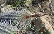 Anteprima di Echinopsis decumbens