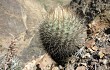 Vista previa de Echinopsis haynei