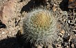 Anteprima di Echinopsis haynei